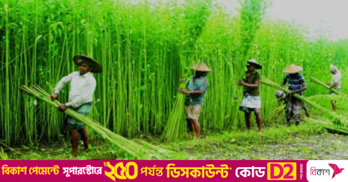 রংপুর অঞ্চলে পাটের বাম্পার ফলন, ভালো দাম পেয়ে খুশি কৃষকরা